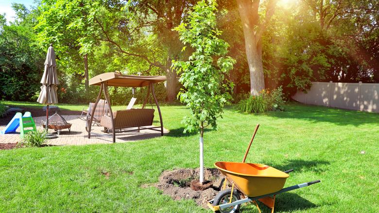 A recently planted maple tree next to wheelbarrow