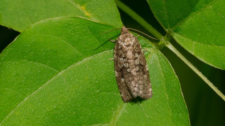 Gray moth on leaf