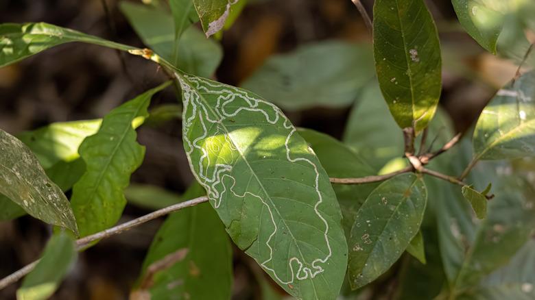 Leafminer damage on leaves