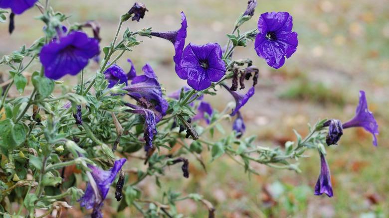 Curled petunia leaves