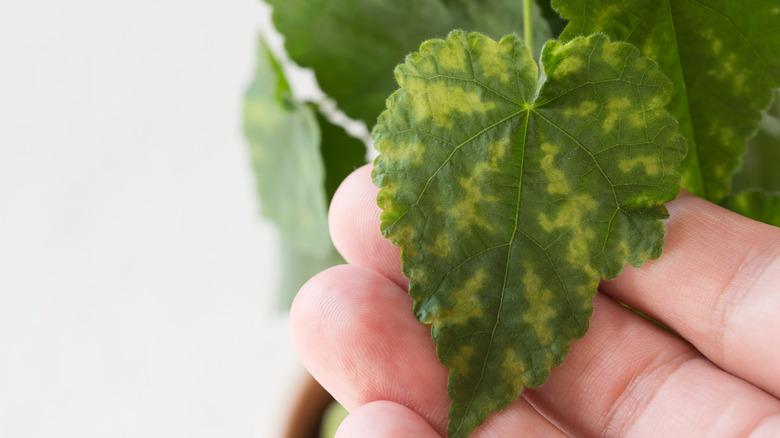 Leaf with interveinal chlorosis