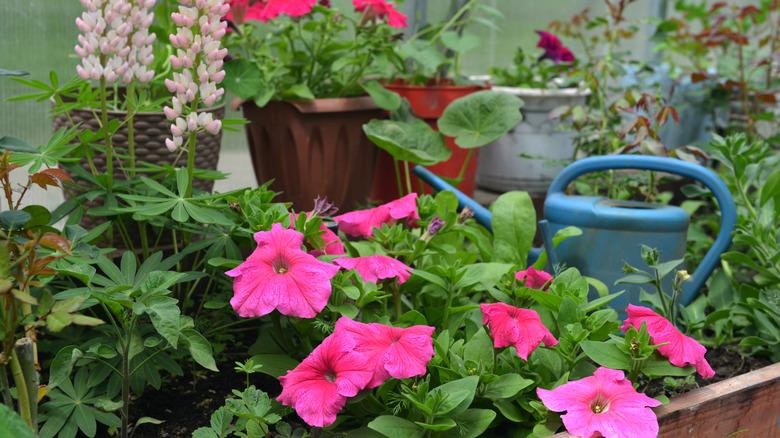 Watering can with petunias