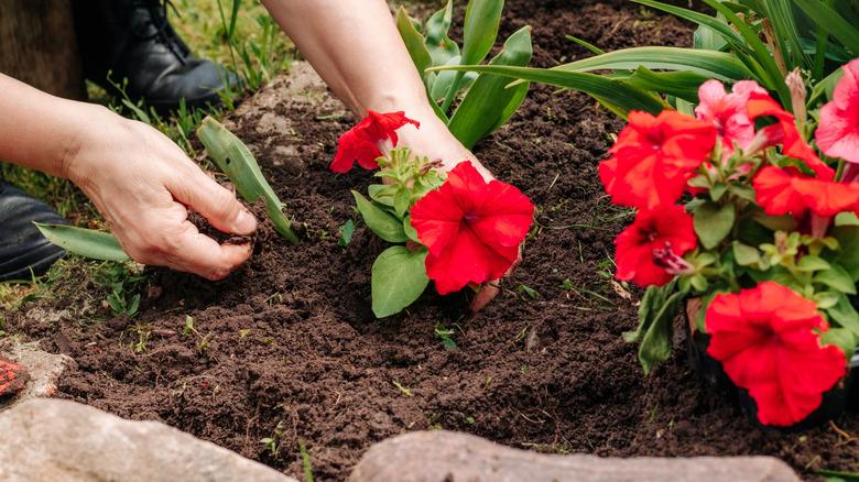 Red petunias in ground