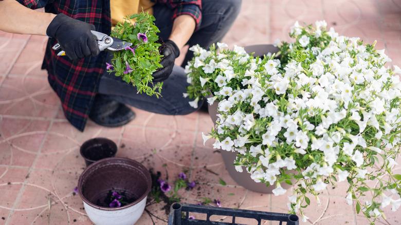 Pruning potted petunia plants