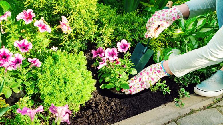 Gardener planting pink petunias