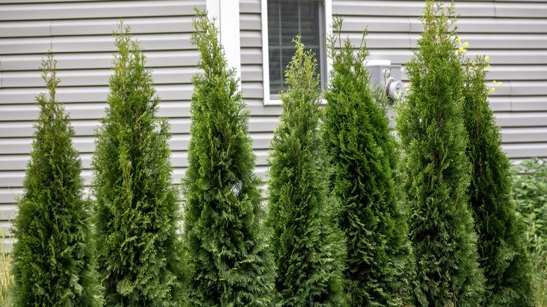 Young juniper trees are being used as a privacy wall to block a window