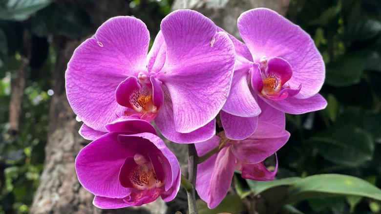 Purple moon orchids can be seen growing at the base of a tree.