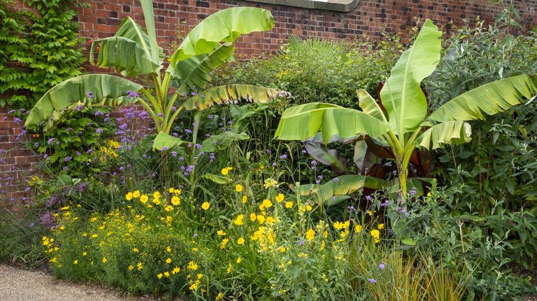 banana plants in a garden