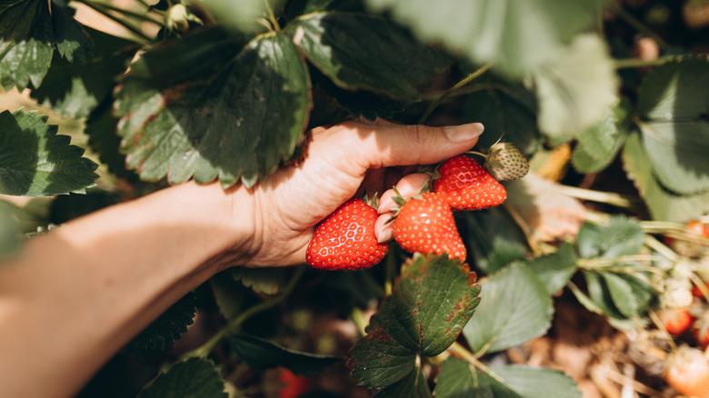 woman's arm holding a bunch of strawberries still on the plant