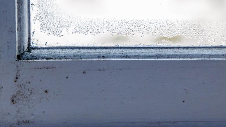 condensation and mold on a window