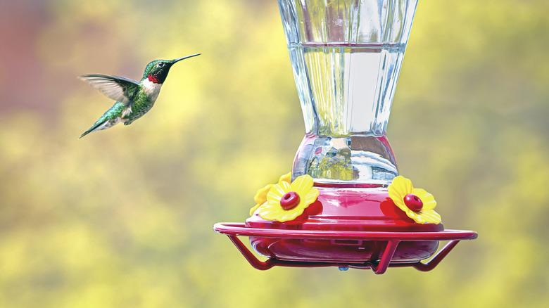 hummingbird flying towards feeder