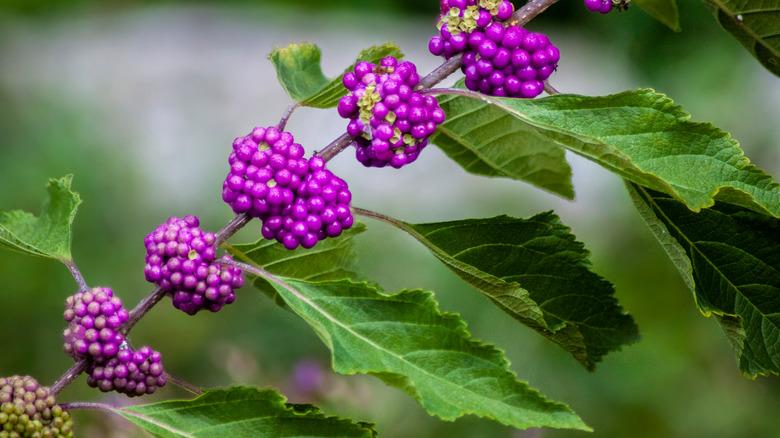 closeup of beautyberries