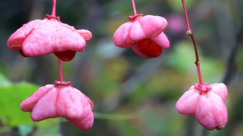 Eastern wahoo flowers