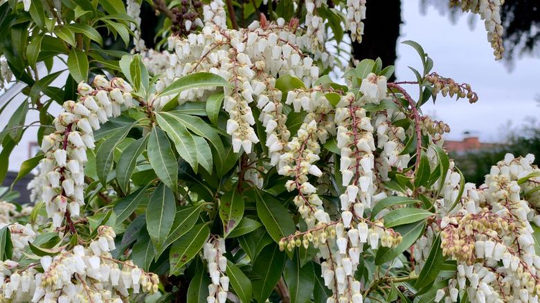 mountain fetterbush in bloom