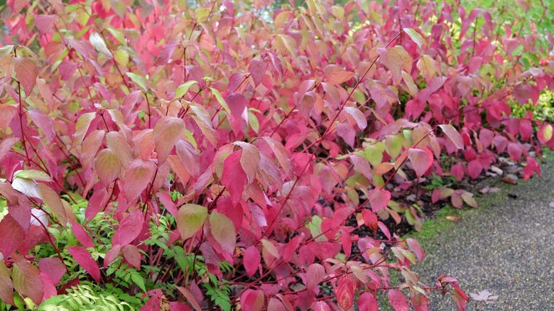 red twig dogwood leaves