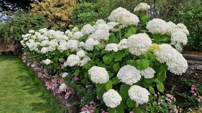 smooth hydrangeas in garden