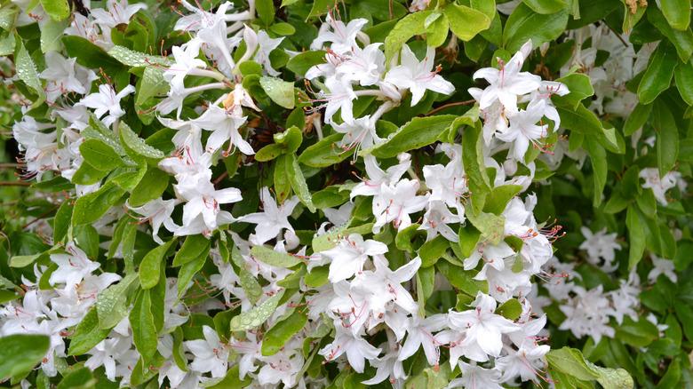 Sweet azalea in bloom