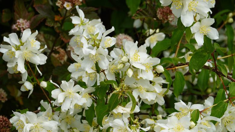 wild mockorange flowers