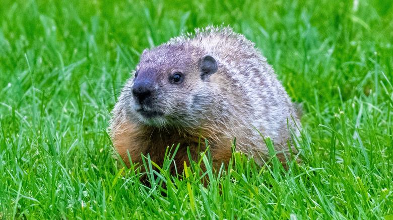 groundhog standing on the grass