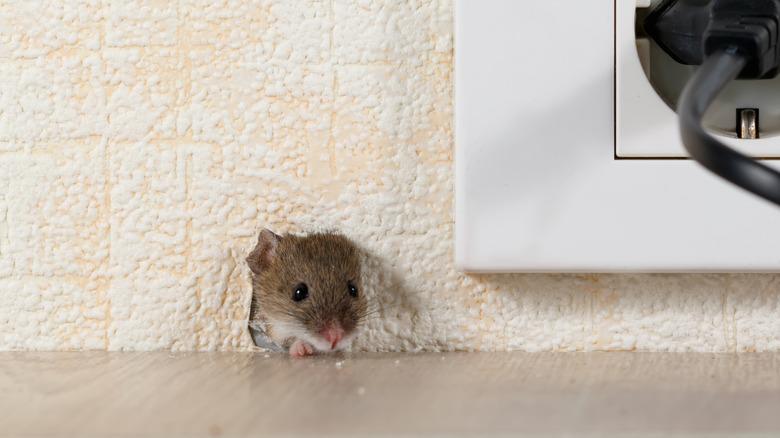 Mouse sneaking inside under outlet