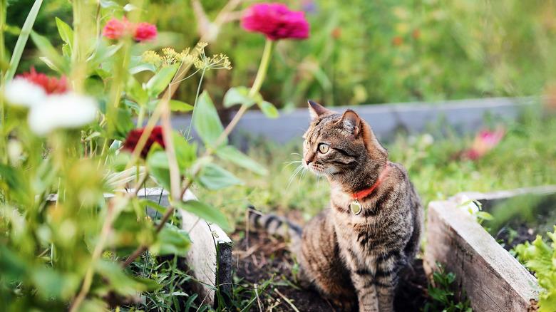 Cat sitting in garden