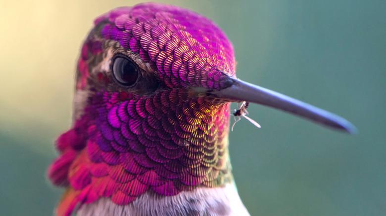 Hummingbird eating insects flying