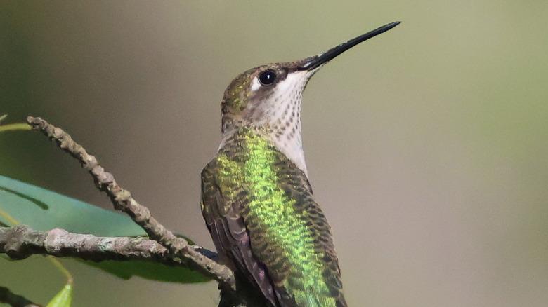 Close-up of a hummingbird