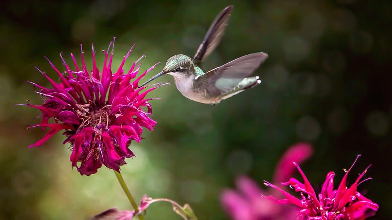 Hummingbird eating bee balm