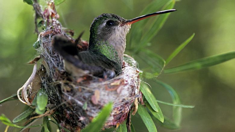 Hummingbird nesting