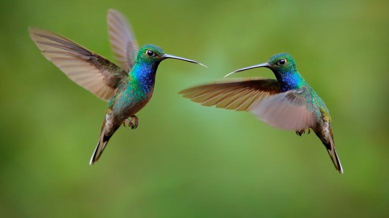 Two hummingbirds fighting