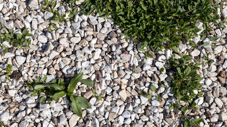 Weeds growing in gravel