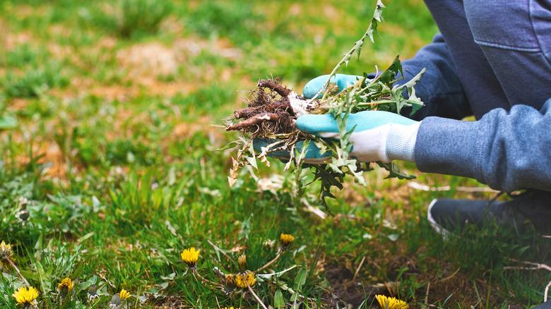 Person removing weeds in yard by hand