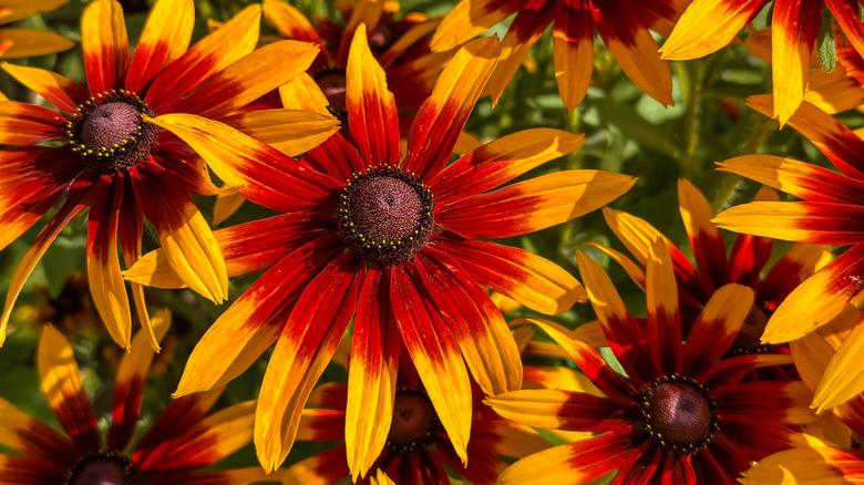 Rudbeckia hirta in a summer garden