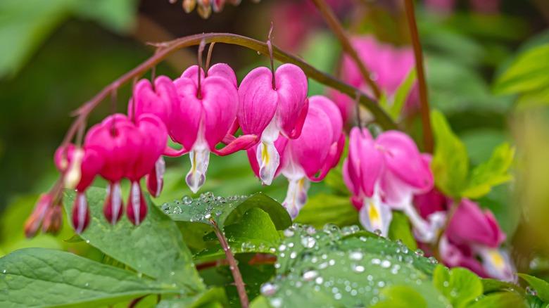 Asian bleeding heart (Lampeocapnos spectabilis)