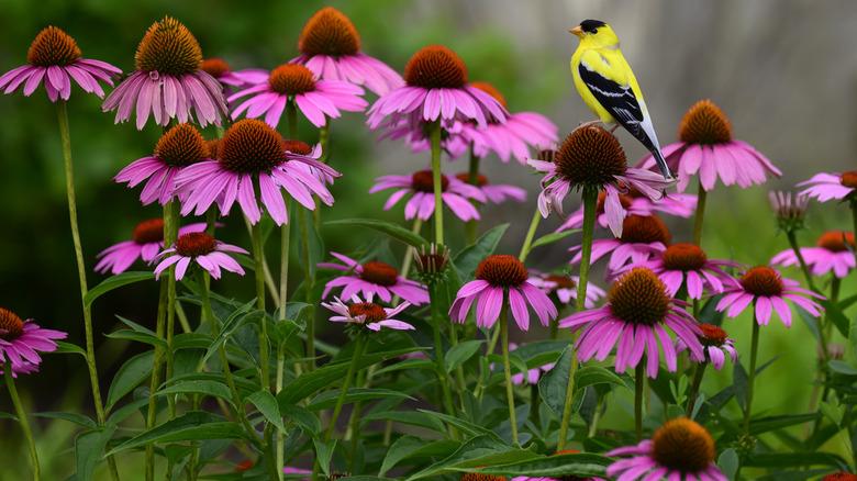 Echinacea (coneflower) in a garden