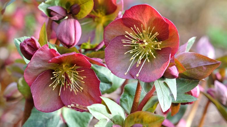 Hellebore "Penny's Pink," or Lenten rose