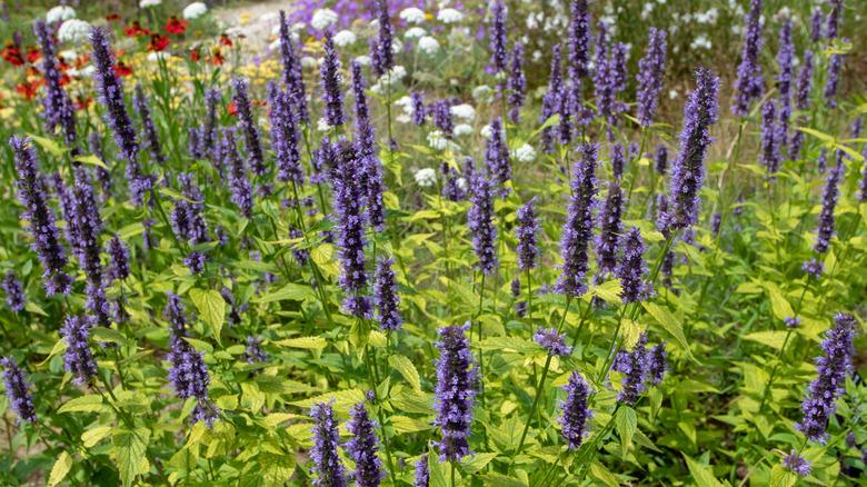 Giant hyssop (Agastache Foeniculum) flowering in a garden