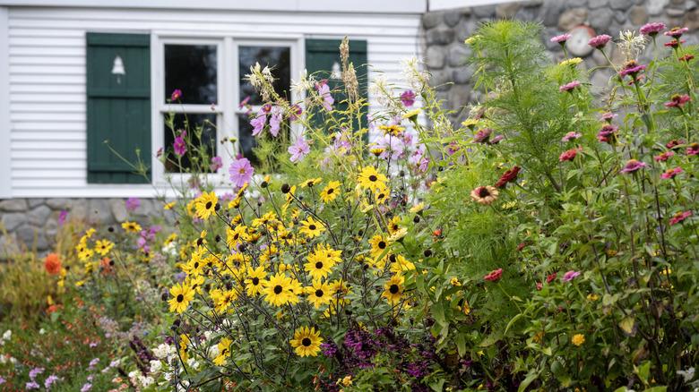 gorgeous, wild-looking pink and yellow and purple flowers set in front of a cottage