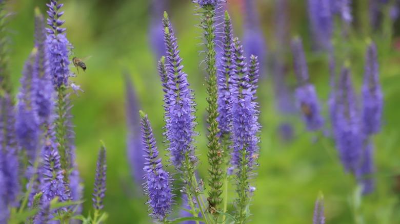 Garden speedwell (Veronica orchidea) in a garden