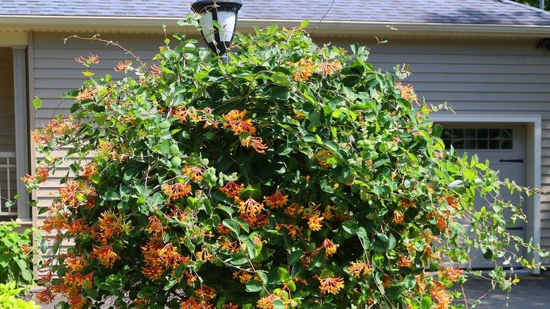 Coral honeysuckle (Lonicera sempervirens) growing on a lamppost