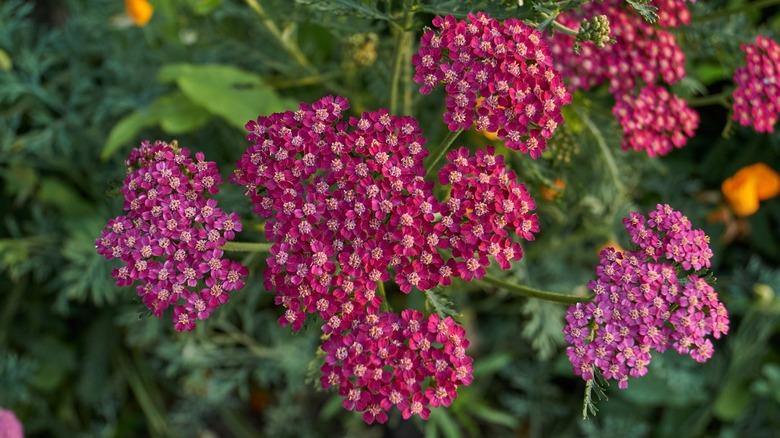 Yarrow (Achillea millefolium) in a garden