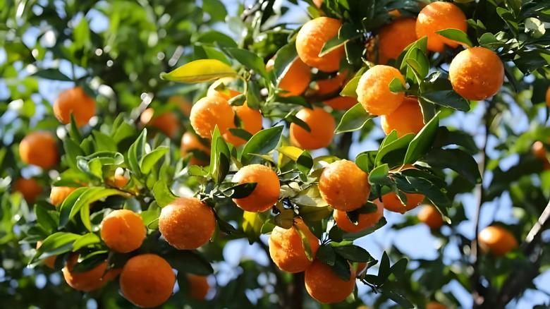 oranges growing on a tree