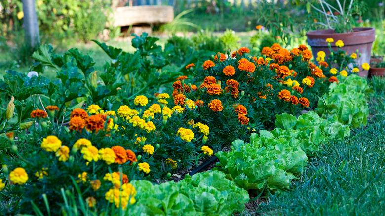 red and orange marigolds growing in a garden