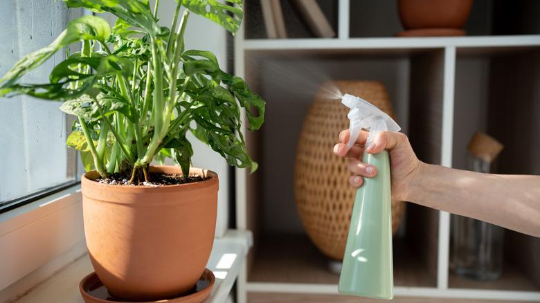 A disembodied hand waters its indoor plant with a spray bottle.