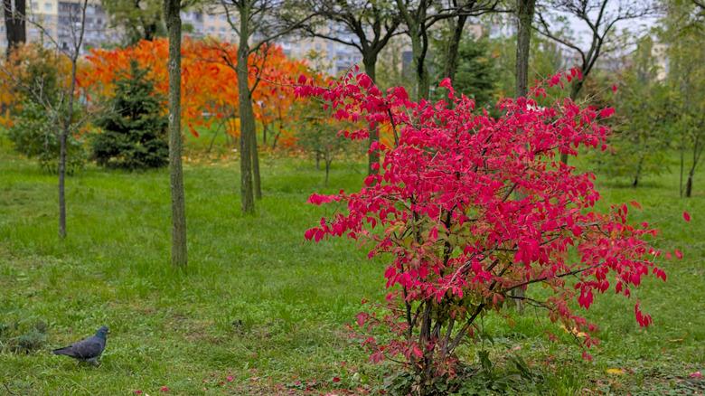 winged burning bush state park