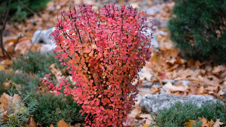 red bush among leaves rocks