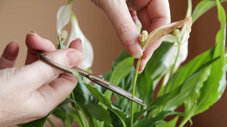 Trimming dead leaves and flowers from a peace lily