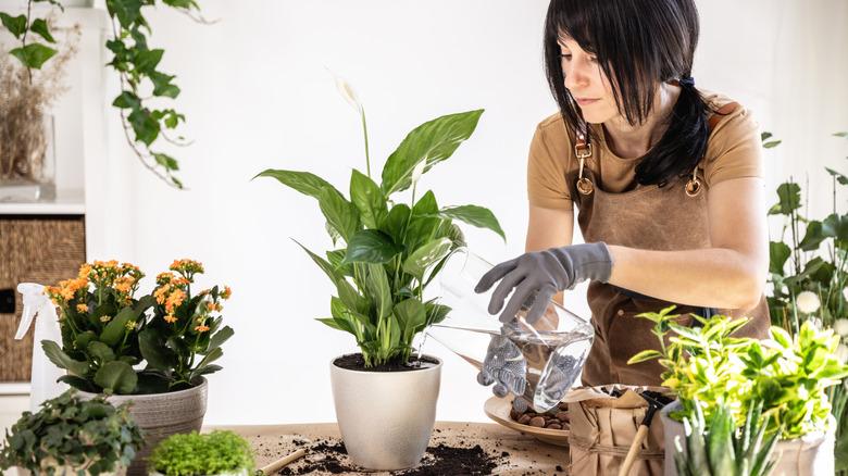 Woman watering a peace lily