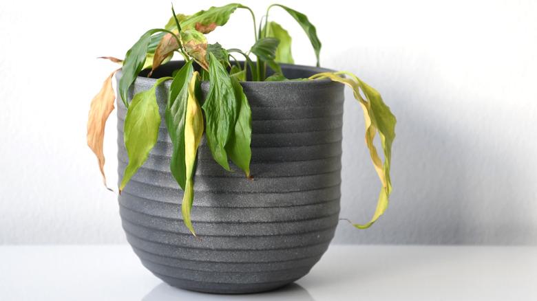 A wilted peace lily in a pot