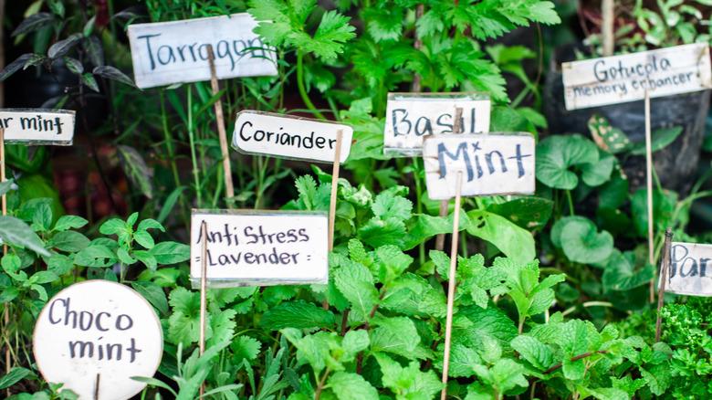 fresh herbs with labels